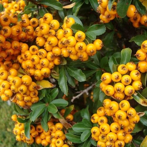 Feuerdorn 'Teton' - Pyracantha 'Teton' 30-40 C - 60-80 cm Topf
