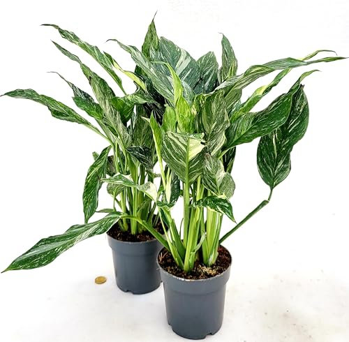 POWERS TO FLOWERS - SPATIFILIUM VARIEGATO 2 PIANTE, VASO 14 CM DIAMETRO, SPATIFILLO, piante vere