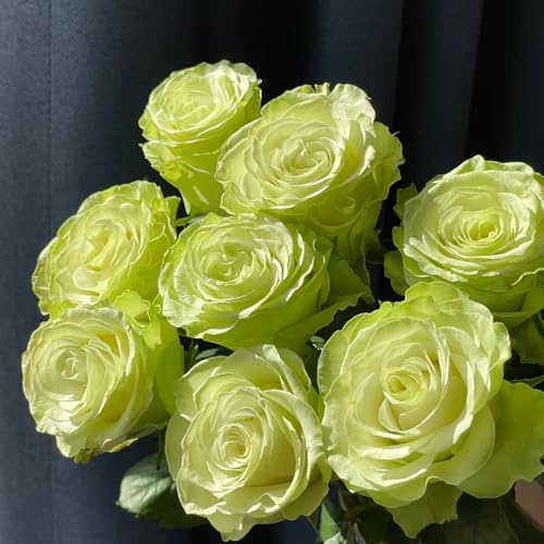 semillas de rosal trepador - semillas de rosal trepador silvestres jardín resistentes 650pcs