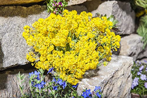 Alyssum saxatile 'Goldkugel' 9x9 cm Topf – Winterhart & Mehrjährig & Pflegeleicht – Steinkraut – Bodendecker für Steingarten & Beet