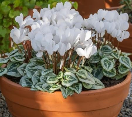 100 pièces de graines de fleurs de cyclamen