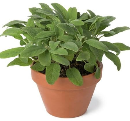 60 graines de sauge verte