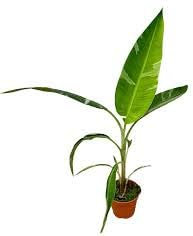 VIVAIO GARDEN FOREST Musa Florida Variegata – Banano Variegato Pianta Tropicale Rara in Vaso 10,5 cm H60 cm, Pianta Ornamentale da Interno ed Esterno per Casa, Terrazzo e Giardino