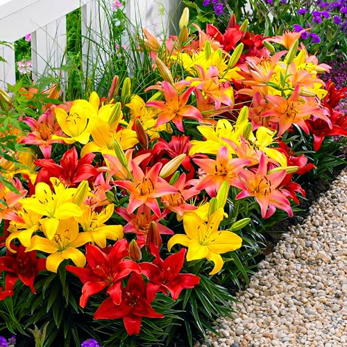 Collection de bulbes de lys Bordure Orange, paquet de 10 pièces, couleur différente, mélange de bulbes de lys rustiques de Hollande pour la plantation dans le jardin (gros, pas de graines)