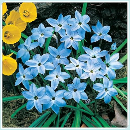 Bulbos de Lirio de Lluvia-Zephyranthes cándida bulbos- Resistente a la Sequía - Ideal para Borduras y Rocalizas-8 Bulbos-C
