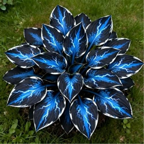 Bulbos resistentes, natural decorativo,follaje elegante, sombra perfecta, fácil mantenimiento | Bulbos de Hosta-4 Bulbos -B