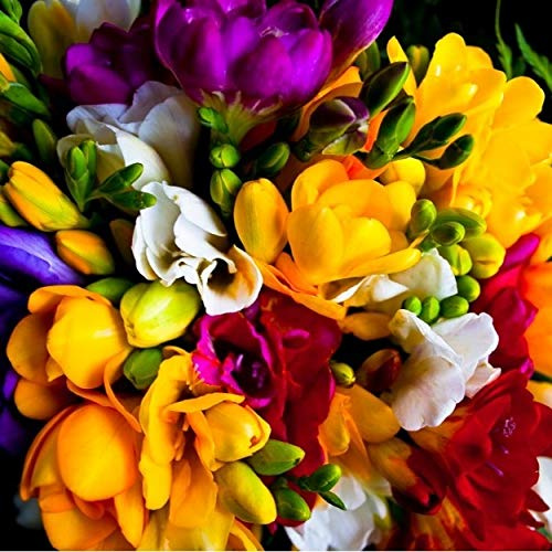 Ramo de Flores de Fresias Naturales 30 tallos PORTES GRATIS
