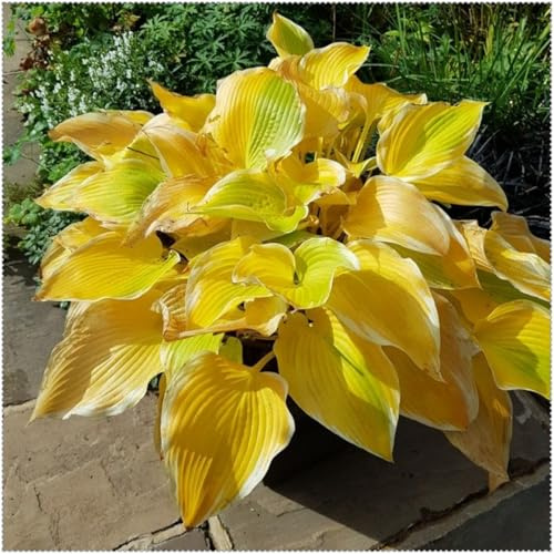 Rizomas de Hosta, Hostas Perennes, Hostas Fáciles de Cultivar, Hostas Híbridas: Todas Prosperan en el Jardín.-e-4 Rizomas