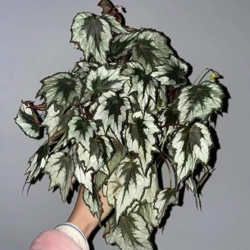 semillas de begonia de verano Begonia trucha jardineros decoración semillas invernaderos balcón verdes exóticas lugares soleados 650pcs