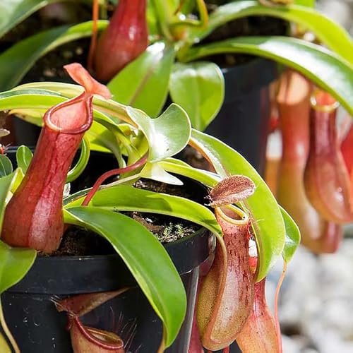 Semi di carnivora Nepenthes vere tappezzante perenne resistente per luoghi soleggiati rampicanti resistenti, biologici 35pcs