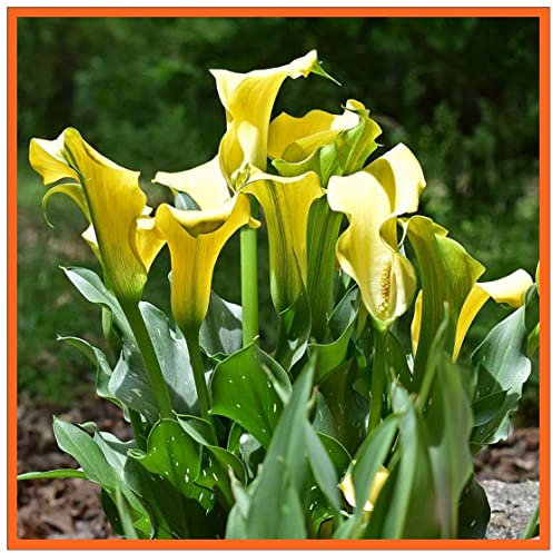 Zantedeschia Bulbi di Calla erbacea perenne adatta per piante in vaso o fiori recisi bellissimi fiori dall'aspetto elegante