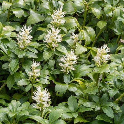 Pachysandra japonesa - Planta tapizante perenne para jardín exterior
