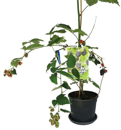 Planta de Frutos Natural - Zarzamora o Rubus Ulmifolius - Arbusto Resistente