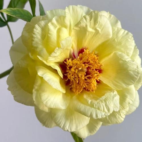 Semi di peonia, semi di campo da giardino le da giardino roccioso sono resistenti 20pcs