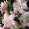 Lilium bulbi giganti.Giglio bulbi.Giglio bulbi asiatico.Pianta perenne, sempreverde e resistente. Fiori perenni.-10 bulbi-D