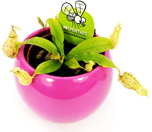 POWERS TO FLOWERS - NEPENTHES ALATA HOOKERIANA IN VASO CERAMICA SFERICO FUCSIA, pianta vera