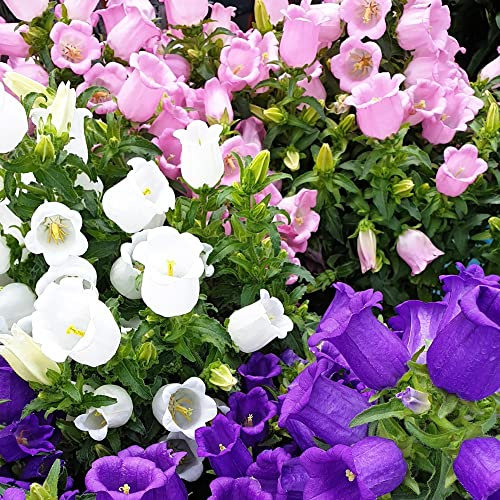 Campanula Seeds Canterbury Bells Bellflower Medium Mixed Blue White Pink Blooms Hardy Biennial Summer Flowering Easy to Grow Your Own Flowers 1x Packet (Approx. 650 Seeds) by Thompson and Morgan