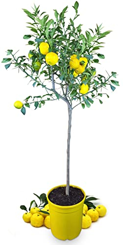 Meine Orangerie Yuzu Baum- Citrus Junos - 110-130cm - Frosthart - echte veredelte Yuzu Zitrone - Fruchtreife Zitruspflanze in Gärtnerqualität - sehr aromatische Früchte für Yuzu Saft