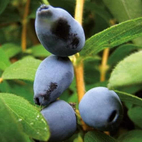 Baie du Kamtchatka Klon 44 1L 1L - Plante de Jardin, Arbres fruitiers - la Décoration Parfaite pour Votre Propriété - Pour les Débutants et les Jardiniers Professionnels