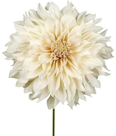 Bulbes de Dahlias 7 x 'Cafe Au Lait' - The Bulb Farmers - Été - Cultivé aux Pays-Bas -Bulbes de Dahlias -Bulbes à fleurs