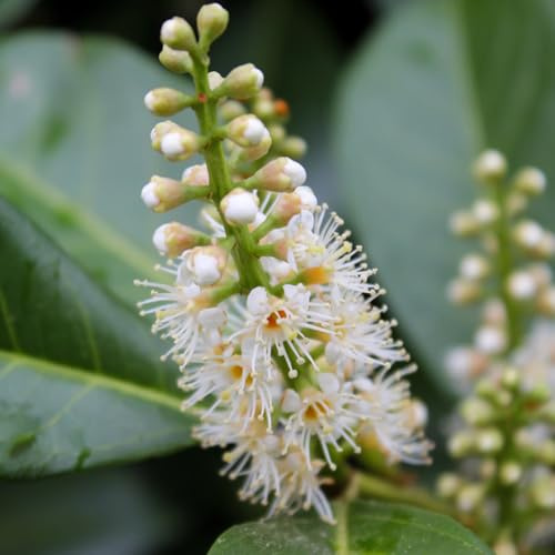 semillas de laurel cerezo - Cobertura del suelo resistente, jardín 100pcs
