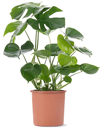 Plante d'intérieur Monstera Deliciosa, aussi appelée plante à fromage suisse, est un arbuste persistant en pot.