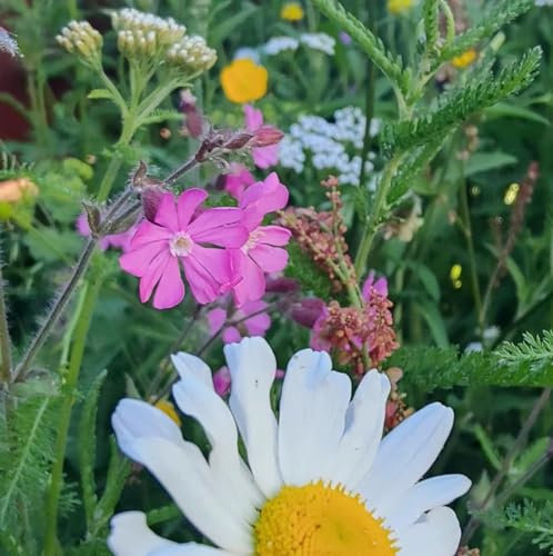 Premium Wildflower Seed Mix 100% 50g (Covers 25 sq m) AP1 SLMH