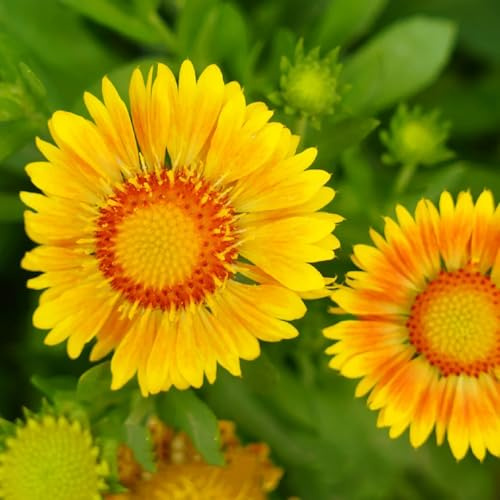 semillas de manta perenne de perennes de la Gaillardia decorativas resistentes para balcón resistentes para el jardín 1000pcs