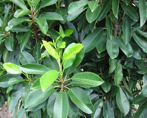 Graines de plantes Photinia 50 pièces vertes