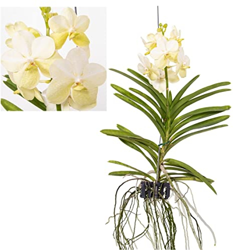 Plant in a Box - Vanda 'Tayanee Blanc' - Orchidée tropicale - Magnifique mélange de couleurs - Orchidée en fleur - Hauteur 45-55cm