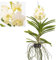 Plant in a Box - Vanda 'Tayanee Weiß' - Tropische Orchidee - Schöne Farbmischung - Blühende Orchidee - Höhe 45-55cm
