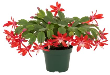 Schlumbergera Natural (Cactus de Navidad) Floración Invernal | DECOALIVE