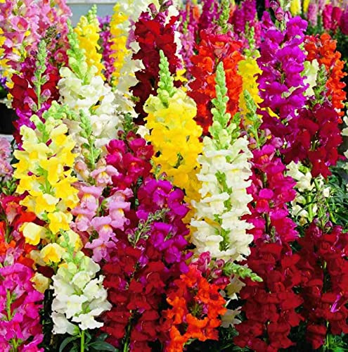 Tolera el frío.Hojas altas y grandes. Gladiolo que no requieren pregerminación, Gladiolo Rizoma, Perfectas para Jardines,-10 Gladiolus-H