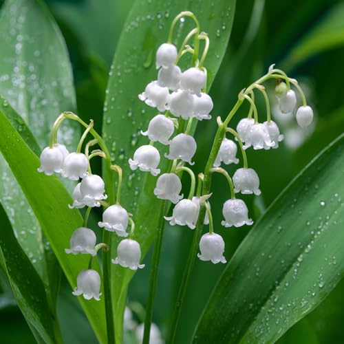 Convallaria majalis - Lirio de los valles - Planta exterior de jardín