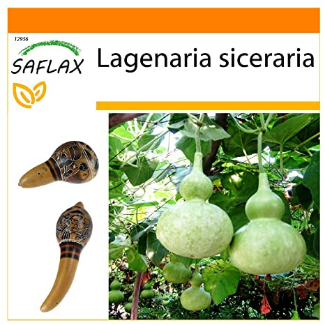 SAFLAX - Garden in the Bag - Afrikansk Jätte Kalabas - 15 Frön - Med underlag i en passande resväska - Lagenaria siceraria