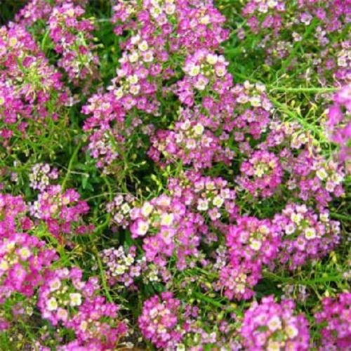 Alysse Violet QueenLobularia Maritima 200 graines