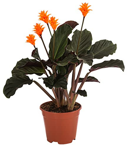 Dehner Korbmarante, Calathea crocata, dunkelgrüne Blätter, ca. 30-40 cm, Ø Topf 14 cm, Zimmerpflanze