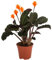 Dehner Korbmarante, Calathea crocata, dunkelgrüne Blätter, ca. 30-40 cm, Ø Topf 14 cm, Zimmerpflanze