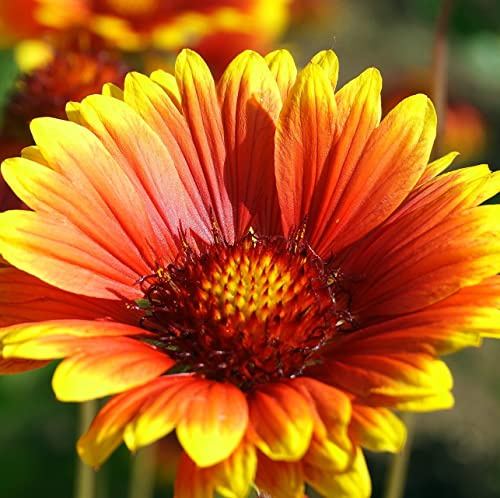 12 unità Gaillardia 'Bremen' - Gaillardia Vaso 9x9cm ±1 m² - Fiore Colorato e Resistente per Giardini e Aiuole