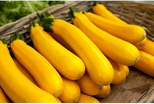 10 graines semences courgette jaune d'italie courge comestible fruit legume potager