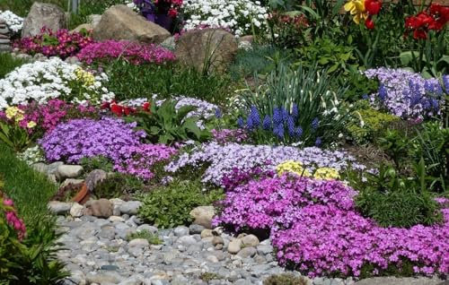Couvre sol fleur 10 paquets - plante vivace,couvre sol, rocaille