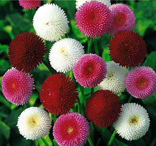 NIKA SEEDS - Seeds Flowers Double Daisy Mix (Marguerites) Perennial - 500 Seeds