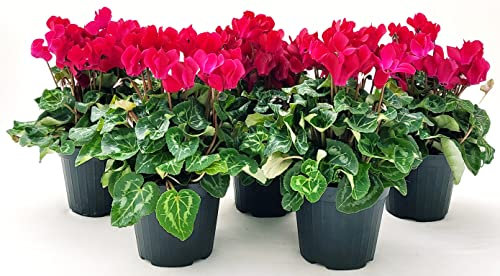 POWERS TO FLOWERS - CICLAMINO A FIORE PICCOLO PROFUMATO, CICLAMINO MINI ROSSO, 5 PIANTE, VASO 10CM, piante vere