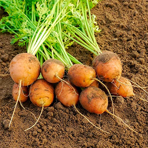 Lot de 500 Graines de Carottes Mercado de Paris 3 - Idéal pour l'apéritif - Culture Facile en Jardinière, terrasses et balcons - Semences de Carotte 100% Françaises - Graines Potagères de Qualité