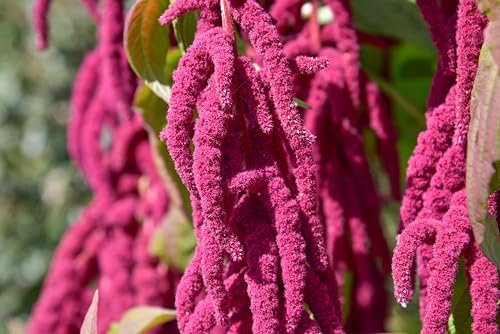 Sachet de graines de Amarante queue de renard - Sachet de 4 grammes - Graines de style