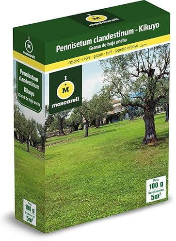 Mascarell Semillas, PENISETUM CLANDESTINUM - KIKUYO, Semillas de Césped, Verde y Duradero, Compacto y Resistente, 100g