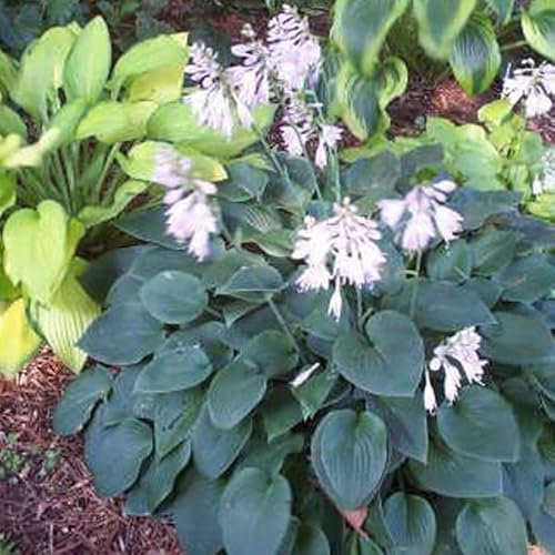 12 unità Hosta 'Blue Cadet' - Hosta Vaso 9x9cm ±1 m² - Pianta con Foglie Blu e Forma Compatibile per Giardini