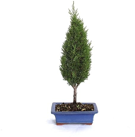 KENTIS - Bonsaï Cupressus Sempervirens - Bonsaï Cyprès - Vraies Plantes d'Extérieur - Pot en Céramique Artisanal - H 40-45 cm Pot Ø 19 cm