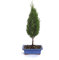 KENTIS - Bonsái Cupressus Sempervirens - Bonsái Ciprés - Plantas de Exterior - Maceta de Cerámica - H 40-45 cm Maceta Ø 19 cm