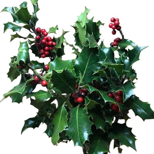 DECOALIVE| Ramo de Acebo Natural de Flores de Navidad Resistentes para Decorar el Hogar